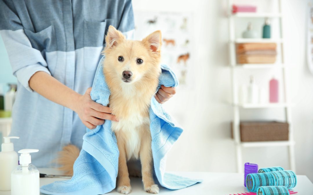 How to Create a Successful Pet Grooming Business